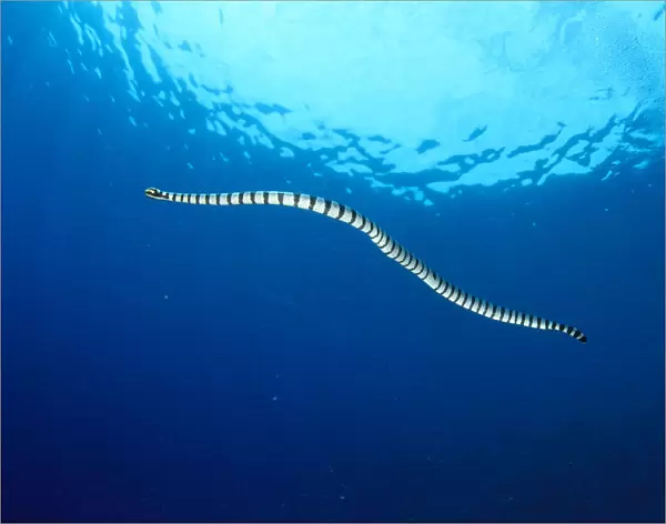 Indonesia, Colubrine Sea Snake (Laticauda Colubrina) In Open Ocean, Surface Visible A90D