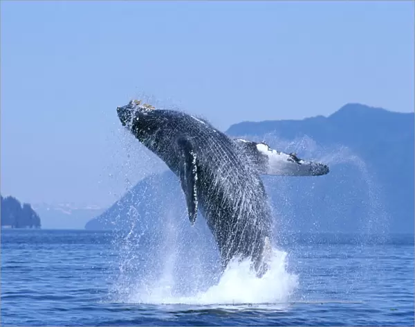 Alaska, Inside Passage, Humpback Whale (Megaptera Novaeangliae) Breaching B2006