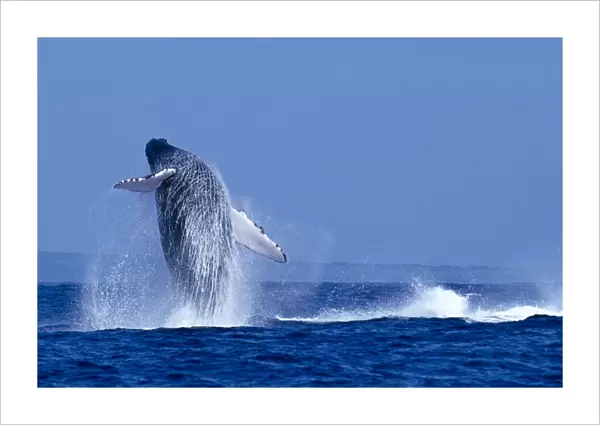 Hawaii, Maui, Humpback Whale (Megaptera Novaeangliae) Breaching C2024
