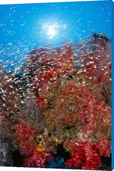 Thailand, School Cardinalfish And Alcyonarian Coral, Sunburst Background (Rhabdamia Cypselura) Dendronephthya Sp?