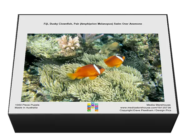 Fiji, Dusky Clownfish, Pair (Amphiprion Melanopus) Swim Over Anemone