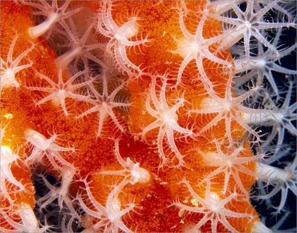 Micronesia, Sponge Covered Gorgonian Coral Showing Polyp Detail, Orange And White