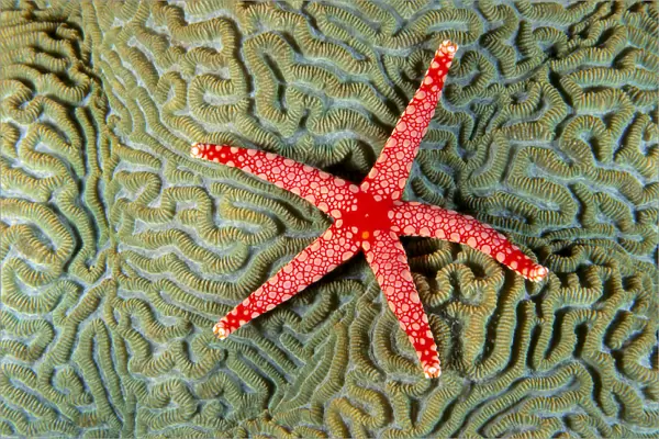 Solomon Islands, Seastar (Fromia Monilis) On Coral (Platgyra Sp?) Top View