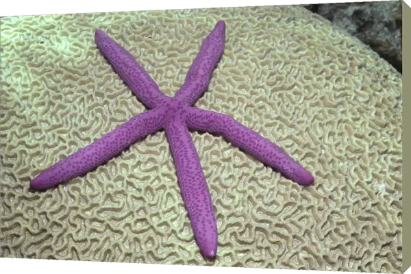 Indonesia, Pink Sea Star On Brain Coral