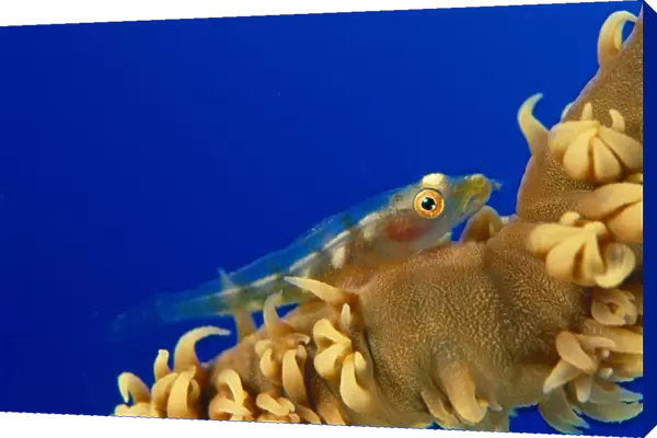 Hawaii, Goby (Bryaninops Yongei) On Wire Coral (Cirrhipathes Anguina) Blue Background