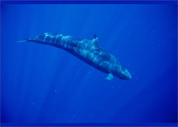 Hawaii, Full Length Side View False Killer Whale With Surface Reflections, Sunrays (Pseudorca Crassidens)