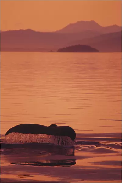 Alaska, Inside Passage, Admiralty Island, Close-Up Of Fluke Calm Ocean, Sunset Orange Sky Reflections (Megaptera Novaeangliae)
