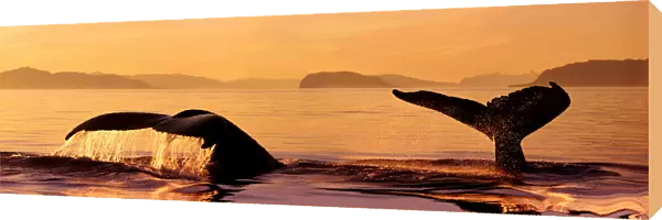 Alaska, Stephens Passage, Two Humpback Whale (Megaptera Novaeangliae) Flukes Close-Up Misty Orange Sunset Sky Raised As Submerging Inside Passage