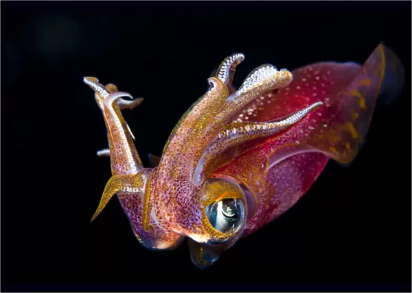 Hawaii. Maui, Kapalua, Close Up Of A Male Oval Squid During A Night Dive