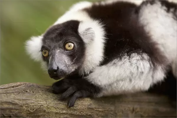 A Black-And-White Ruffed Lemur (Varecia Variegata) At The Singapore Zoo; Singapore
