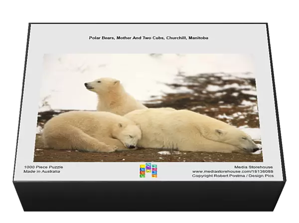 Polar Bears, Mother And Two Cubs, Churchill, Manitoba