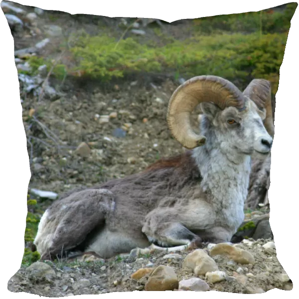 Stone Mountain Sheep, Stone Mountain Provincial Park, British Columbia