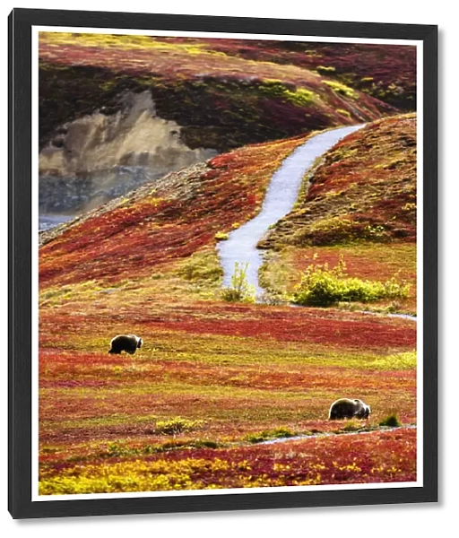 Grizzly Bears And Fall Colours, Denali National Park, Alaska