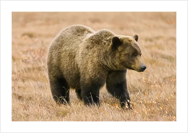 Grizzly Bear Along Dempster Highway, Yukon