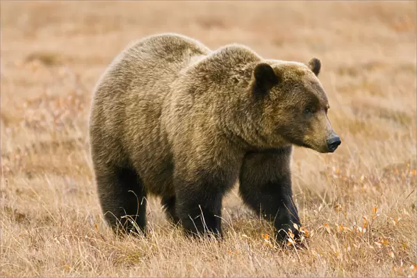 Grizzly Bear Along Dempster Highway, Yukon