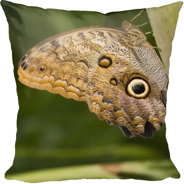 Owl Butterfly (Caligo Idomeneus) Resting On Trunk, Niagara Butterfly Conservatory, Niagara Falls, Ontario, Canada