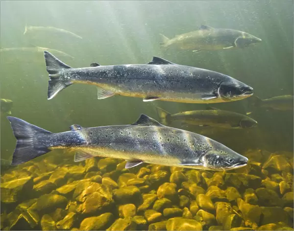 Atlantic Salmon Adults Migrate From Salt Water Of North Atlantic Ocean Upstream Through Freshwater Of Their Natal River To Reach Spawning Grounds, Exploits River, Newfoundland