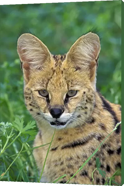Serval. Huge Ears Act As Dish Antennae To Locate Prey. Africa. Felis Leptailurus Serval