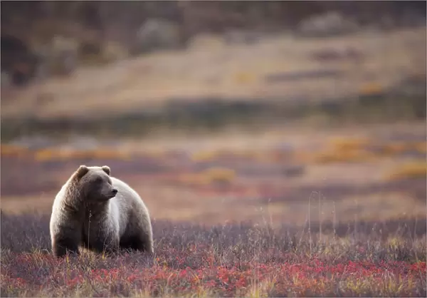 View Of A Grizzly Bear Standing In The Fall Tundra, Denali National Park, Interior Alaska