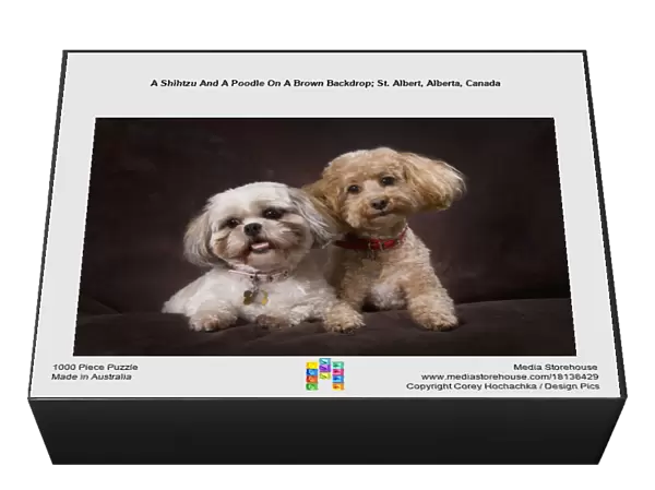 A Shihtzu And A Poodle On A Brown Backdrop; St. Albert, Alberta, Canada