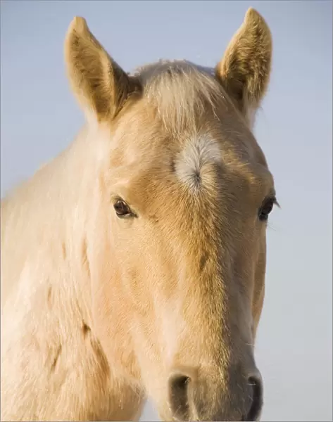 Cream Coloured Horse Head Looking Straight On With Blue Sky; Calgary, Alberta, Canada