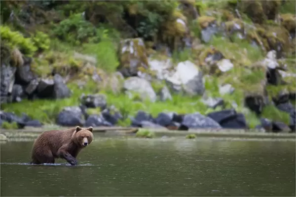Brown Bear Wades Through A Stream Looking For Salmon, Prince William Sound, Chugach National Forest, Southcentral Alaska, Summer