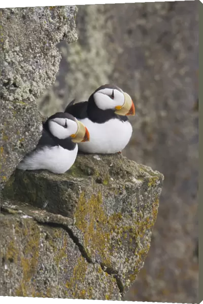 Horned Puffin Pair Perched On A Cliff Ledge During Summer, Saint Paul Island, Pribilof Islands, Bering Sea, Southwest Alaska