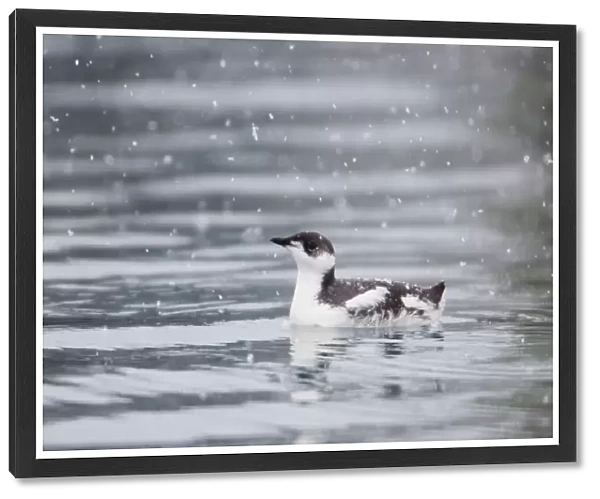 Marbled Murrelet With Winter Plumage Swimming During A Snowfall In Prince William Sound, Alaska, Southcentral, Winter, Iucn Endangered