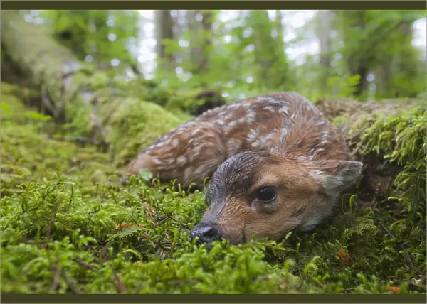 Black-Tailed Deer Fawn Lying In Moss Covered Rainforest, Montague Island, Prince William Sound, Southcentral Alaska, Summer