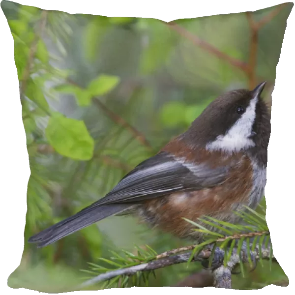 Chestnut-Backed Chickadee Perched On A Spruce Branch Along The Copper River Delta, Cordova, Southcentral Alaska, Spring
