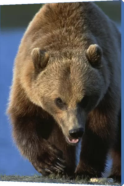 Portrait Of Grizzly Walking Forward Sc Ak Captive Summer Big Game Alaska