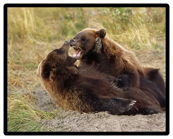 Adolescent Brown Bears Wrestling Together Captive Alaska Wildlife Conservation Center Autumn