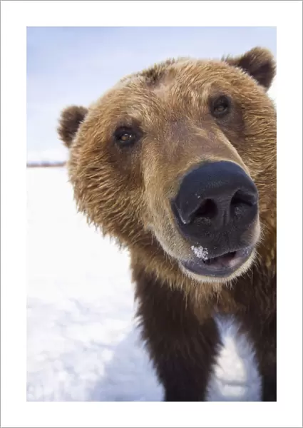 Captive Extreme Close-Up Of Brown Bear At The Alaska Wildlife Conservation Center, Southcentral Alaska, Winter