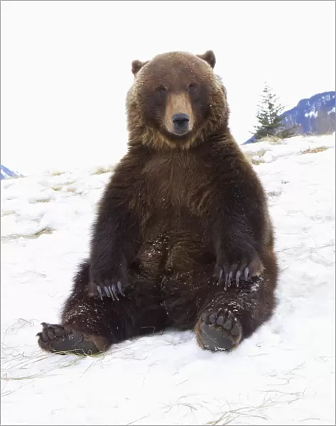 Captive: Grizzly During Winter Sits On Snow At The Alaska Wildlife Conservation Center, Southcentral Alaska