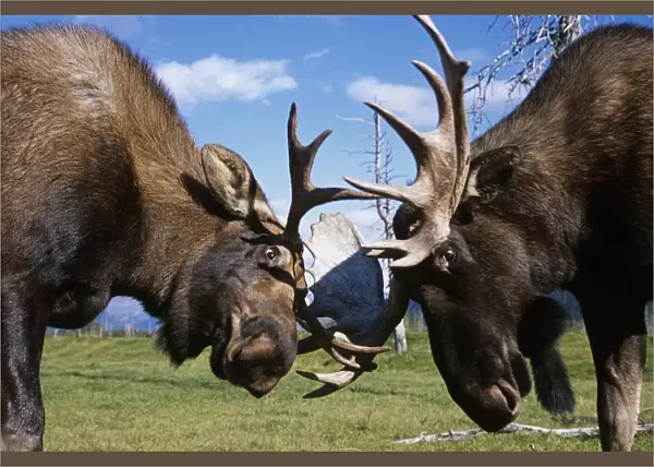 Two Captive Bull Moose Sparring With Each Other At The Alaska Wildlife Conservation Center. Summer In Southcentral Alaska