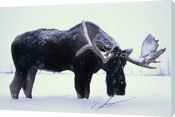 Captive Bull Moose Foraging For Food In The Snow At The Alaska Wildlife Conservation Center Near Portage. Winter In Southcentral Alaska