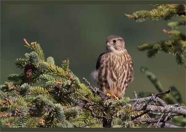 An Immature Pigeon Hawk (Merlin) Sits On A Tree Branch In The Turnagain Pass Area, Kenai Peninsula, Southcentral Alaska