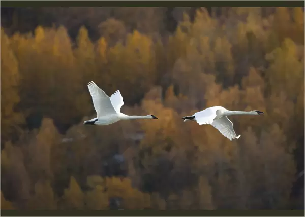 Two Adult Trumpeter Swans Fly Over Potter Marsh Near Anchorage, Southcentral Alaska, Autumn