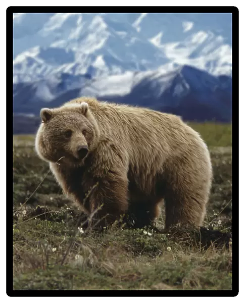 Grizzly On Tundra Mckinley In Background Composite