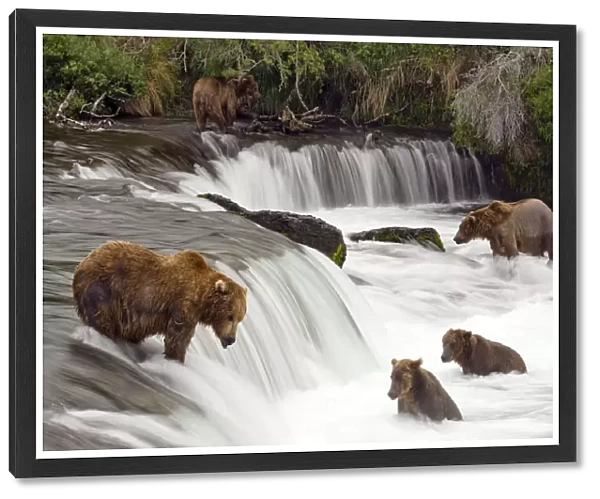 Grizzly Bears Fish At Brooks Falls In Katmai National Park, Alaska