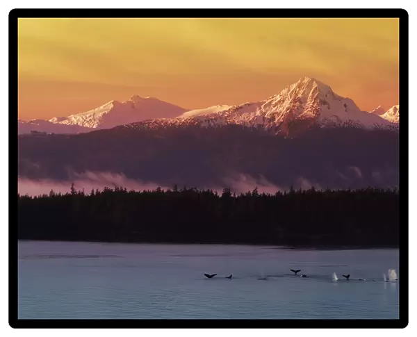 Whale Tails In Southeast Below Chilkat Mtns Digital Composite
