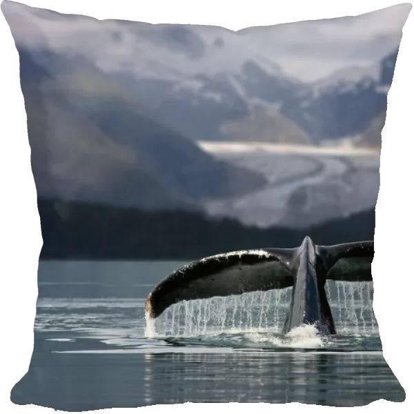 Composite Humpback Whale Shows Fluke With Herbert Glacier And Eagle Beach State Recreation Area In The Background Near Juneau In Southeast Alaska Composite