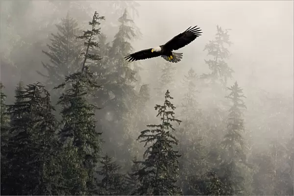 Bald Eagle Soaring In Flight Through Misty Tongass Nat Forest Se Alaska Summer Composite