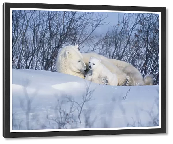 Polar Bear Sow & Cubs Resting In Snow Churchill Canada