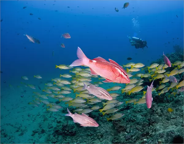 Hawaii, Maui, Whitesaddle goatfish (Parupeneus porphyreus), in the foreground, and bluestriped snapper in the background