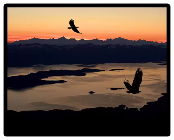 Silhouette Of Bald Eagles In Flight At Sunset Over The Inside Passage In Southeast Alaska. Composite
