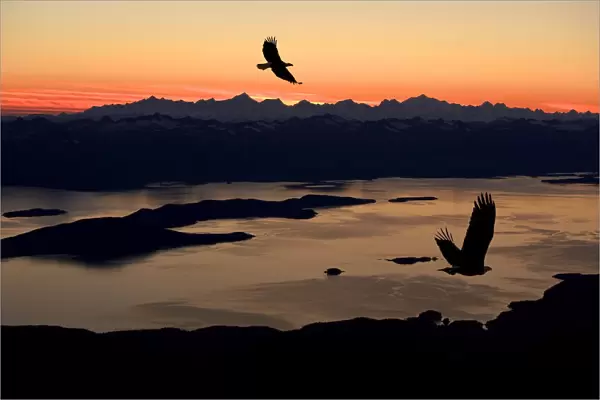 Silhouette Of Bald Eagles In Flight At Sunset Over The Inside Passage In Southeast Alaska. Composite