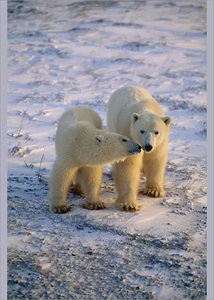 Pair Of Polar Bears Snuggling Churchill Ca Winter