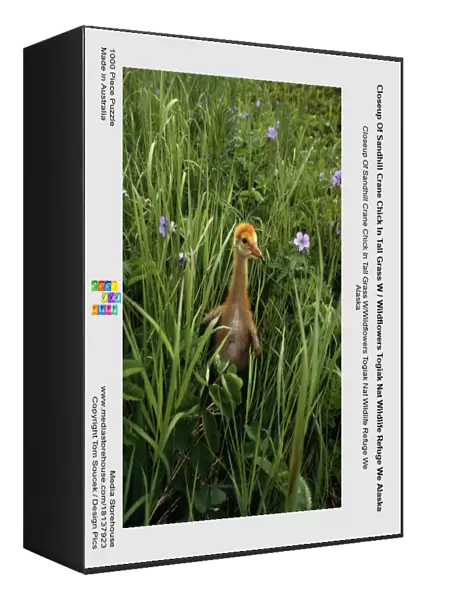 Closeup Of Sandhill Crane Chick In Tall Grass W  /  Wildflowers Togiak Nat Wildlife Refuge We Alaska