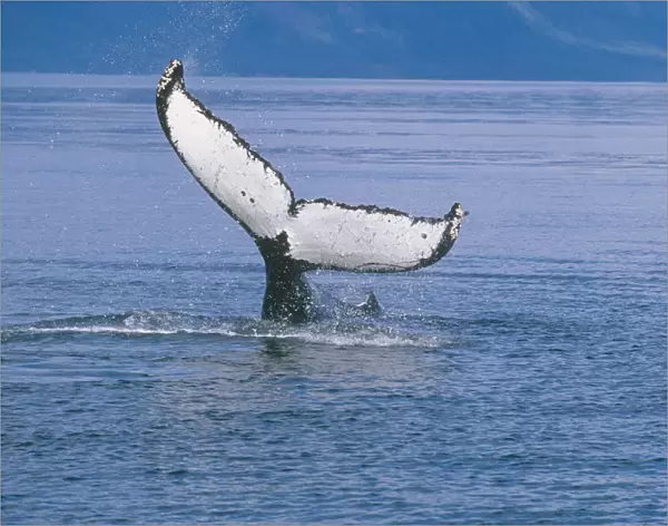 View Of A Humpback Whale Fluke In Frederick Sound, Tongass National Forest, Southeast Alaska, Summer